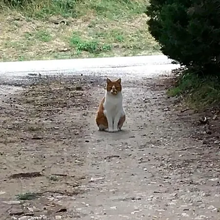 Du Pigeonnier Oda ve Kahvaltı 3*